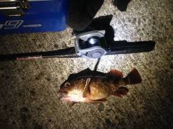 佐野漁港でヘチ釣り　5時くらいに時合が！