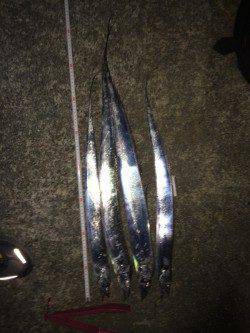 西宮浜 ワインドのタチウオ狙いはバラシ多いも4本ゲット