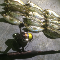 大阪南港　常夜灯の周りのアジング