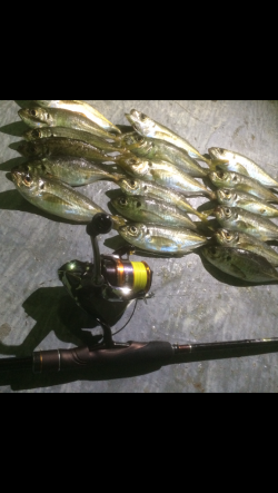 大阪南港　常夜灯の周りのアジング