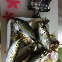 南港周辺でサビキ釣り　14:00くらいから毎投アタリ、アジ多数