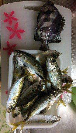 南港周辺でサビキ釣り　14:00くらいから毎投アタリ、アジ多数