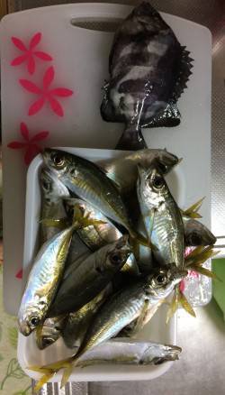 南港周辺でサビキ釣り　14:00くらいから…