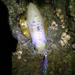 湯浅広港　寒波前のエギングでアオリイカ4ハイ