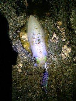 湯浅広港　寒波前のエギングでアオリイカ4ハイ