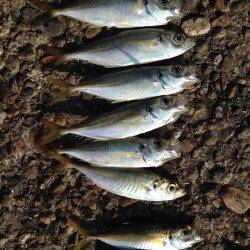 本荘人工島　投げでキス・サビキでアジ釣り　カレイはアタリ無し