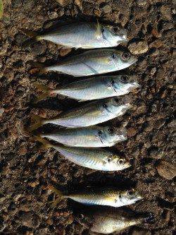 本荘人工島　投げでキス・サビキでアジ釣り　カレイはアタリ無し