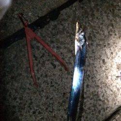 鳴尾浜　ワインドでタチウオの釣果