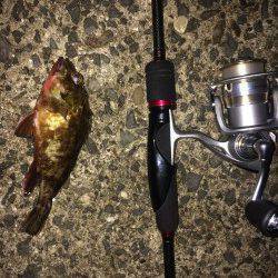 淡輪漁港　メバリングでバイト多数、メバルが今年も熱くなりそう♪