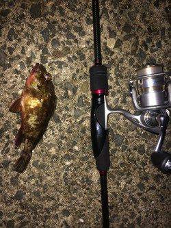 淡輪漁港　メバリングでバイト多数、メバルが今年も熱くなりそう♪