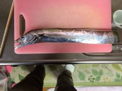 コスモで朝タチウオワインド　シーバスかサゴ…