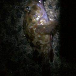 淡輪漁港　強風の中でのメバリングでガシラ・メバル