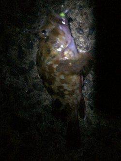 淡輪漁港　強風の中でのメバリングでガシラ・メバル