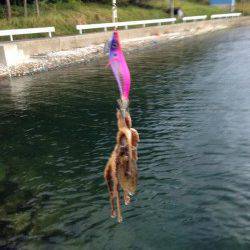 白杉　仕事帰りのエギング釣行はコウイカ＆タコ