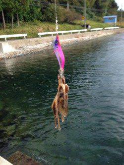 白杉　仕事帰りのエギング釣行はコウイカ＆タコ