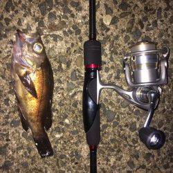 淡輪漁港　メバリングでバイト多数、メバルが今年も熱くなりそう♪