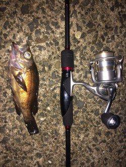 淡輪漁港　メバリングでバイト多数、メバルが今年も熱くなりそう♪