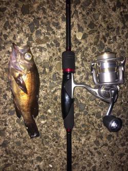 淡輪漁港　メバリングでバイト多数、メバルが…