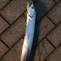 コスモでタチウオワインド　6時過ぎに当たり2回、時合は短かったです