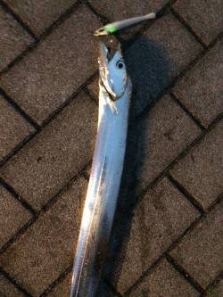 コスモでタチウオワインド　6時過ぎに当たり…