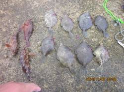 須磨で落とし込み　カワハギのサイズはまだ小…