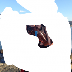 伊毘　デイゲームでガシラ中心の釣果