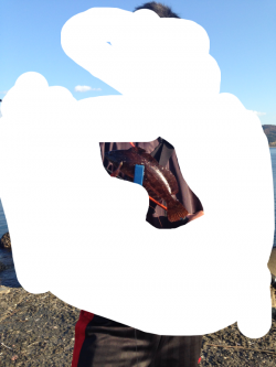 伊毘　デイゲームでガシラ中心の釣果