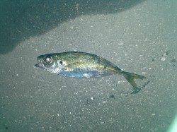 洲本にてアジング　常夜灯をたんたんと攻めていって釣りました