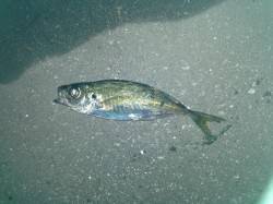 洲本にてアジング　常夜灯をたんたんと攻めて…