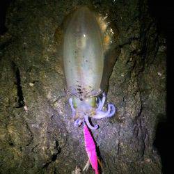 朝間詰め狙いで三尾周辺へ　薄明るくなってから時合突入、アオリイカ8杯