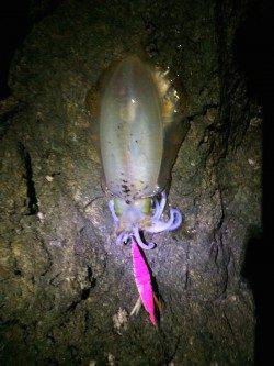 朝間詰め狙いで三尾周辺へ　薄明るくなってから時合突入、アオリイカ8杯