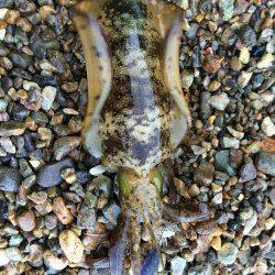 衣奈周辺地磯エギング　サーフのサイトで、沖のフォールで、アオリイカ