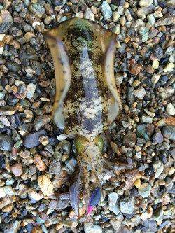 衣奈周辺地磯エギング　サーフのサイトで、沖のフォールで、アオリイカ