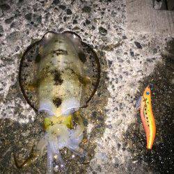 アジュール舞子　エギングでアオリイカ、潮のヨレでダートをさせての一杯