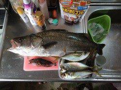 サビキ釣りからの即興ノマセ釣り!65cmのスズキです。