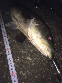 南芦屋浜でシーバス70cm　サヨリパターン…