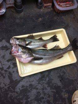 南芦屋浜でシーバス70cm　サヨリパターン攻略しました！