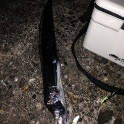 本荘人工島でワインド　2年ぶりの太刀魚GET