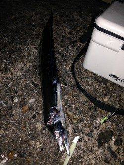 本荘人工島でワインド　2年ぶりの太刀魚GET