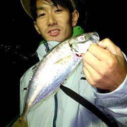 南港　アジングのアジ狙いは尺アジまであと3cm