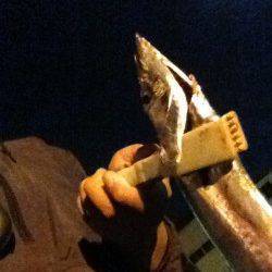 高砂埋立地周辺にて0時よりの釣行　落とし込みでタチウオの釣果