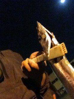 高砂埋立地周辺にて0時よりの釣行　落とし込みでタチウオの釣果