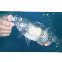 洲本でワームゲーム　26cmの良型メバルが！