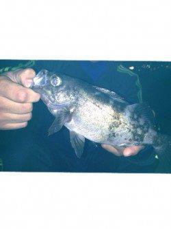 洲本でワームゲーム　26cmの良型メバルが！