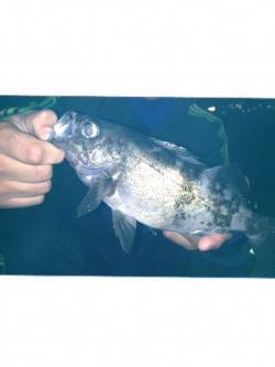 洲本でワームゲーム　26cmの良型メバルが…