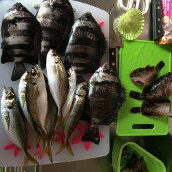 南港周辺ワインドで太刀魚狙いは爆風で不発、サビキでアジ・サンバソウ・ガシラ