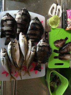 南港周辺ワインドで太刀魚狙いは爆風で不発、サビキでアジ・サンバソウ・ガシラ