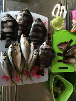 南港周辺ワインドで太刀魚狙いは爆風で不発、…