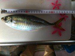 南港周辺でサビキ釣り　良型アジ・サバが釣れました