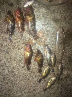 樽井漁港　メバリング釣行で根魚のアタリ多数…